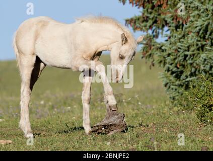 Wildes palomino Mustang Fohlen mit Huf auf Holzstamm, Pryor Mountains, Montana, USA. Juli. Stockfoto