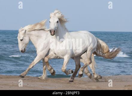 Zwei weiße Camargue Pferde laufen am Strand in Camargue, Frankreich, Europa. Mai. Stockfoto