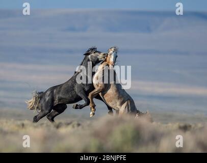 Zwei wilde Mustang Hengste in Weißen Berg Herde, Wyoming, USA kämpfen. August. Stockfoto