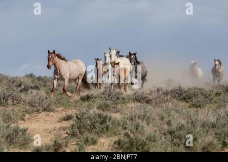 Wilde Familie von Mustang Pferden, die zu Wasserloch geführt von einer Erdbeerroan Stute in Sand Wash Basin, Colorado, USA laufen. Stockfoto