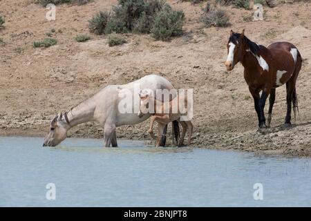 Wilde, graue Mustang Stute, die mit einem Sauerampfer an ihrer Seite mit einem Pinto-Bandhengst hinter dem Sandwash Basin, Colorado, USA trinkt. Mai 2013. Stockfoto