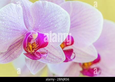 Schöne hellviolette Phalaenopsis Orchideenblume, bekannt als flatternde Schmetterlinge. Makro. Stockfoto