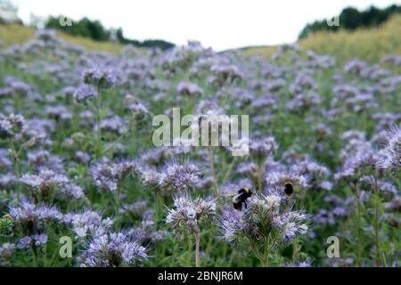 Hummeln auf Purple Tansy Strip (Phacelia tanacetifolia) ein Kraut reich an Nektar. Ostfold County, Norwegen. Juli 2014. Stockfoto