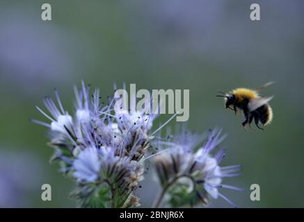 Hummel auf Purpurtänze (Phacelia tanacetifolia) ein Kraut reich an Nektar. Ostfold County, Norwegen. Juli 2014. Stockfoto