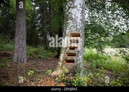 Artwork in progress von Trude Johansen - flache Schubladen / Regale in Stamm der Buche (Fagus sylvatica), wo Zeichnungen von bedrohten Insekten geschnitten Stockfoto