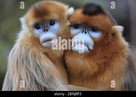 Goldener Affe (Rhinopithecus roxellana) Erwachsene männliche und weibliche Umarmung, Qinling Berge, China. Stockfoto