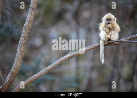 Goldener Affe (Rhinopithecus roxellana) jung thront auf Zweig, Qinling Berge, China. Stockfoto