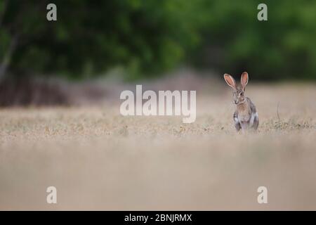 Schwarzschwanz-Jackkaninchen (Lepus californicus) Blick wachsam South Texas USA Stockfoto