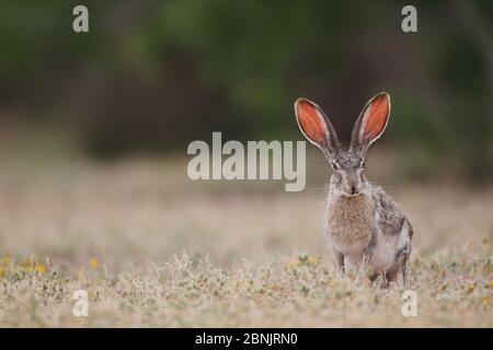 Schwarzschwanz-Jackkaninchen (Lepus californicus) Süd-Texas, USA. Stockfoto