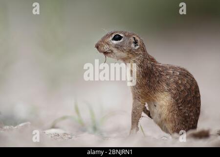 Geflecktes Erdhörnchen (Spermophilus spilosoma) South Texas, USA, April. Stockfoto