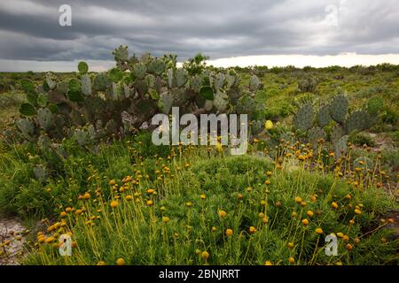 Opuntia Kakteen und in Texas Ranch, Feder South Texas USA Stockfoto