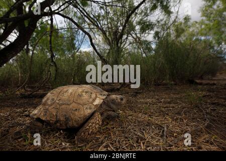 Gopher schildkröte (Gopherus berlandieri) in Habitat, Texas, USA, April. Stockfoto