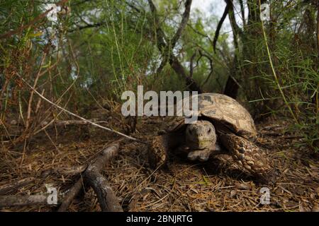 Gopher schildkröte (Gopherus berlandieri) in Habitat, Texas, USA, April. Stockfoto