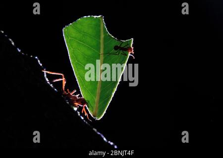 Blattlättchen-Ameise (Atta sp), die Blätter trägt, Sierra Nevada de Santa Marta, Kolumbien. Stockfoto