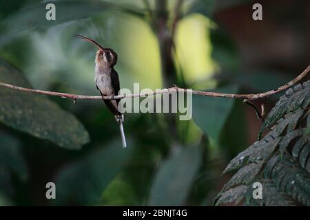 Kolibri (Phaethornis longuemareus) in Balzvorlage. Sierra Nevada de Santa Marta, Kolumbien. Stockfoto