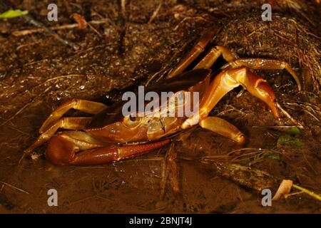 Süßwasserkrabbe, Sierra Nevada de Santa Marta, Kolumbien. Stockfoto