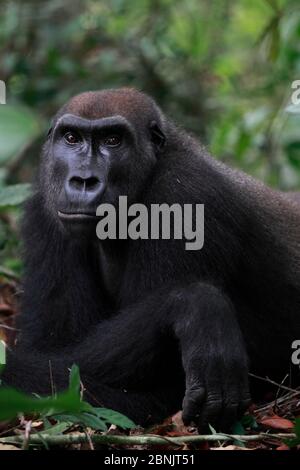 WESTERN Flachland Gorilla (Gorilla Gorilla Gorilla) Erwachsene Weibchen wieder in die Wildnis eingeführt. Wiederanleitungsprojekt, PPG, verwaltet von Aspinall Foundatio Stockfoto