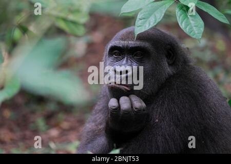 WESTERN Flachland Gorilla (Gorilla Gorilla Gorilla) Erwachsene Weibchen wieder in die Wildnis eingeführt. Wiederanleitungsprojekt, PPG, verwaltet von Aspinall Foundatio Stockfoto