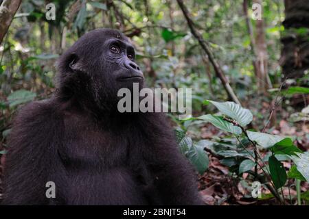 Westliche Tieflandgorilla (Gorilla Gorilla Gorilla) Waise Jugendliche Alter 5 Jahre, in einem Wiederansiedlung Projekt, PPG, verwaltet von Aspinall Foundation, Batek Stockfoto