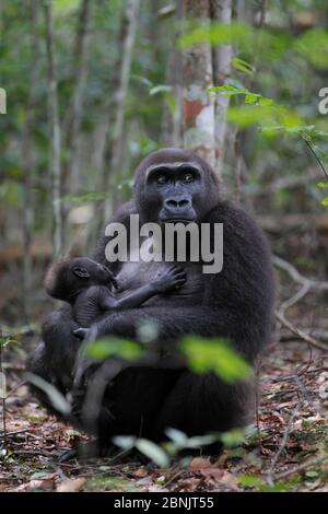 Westliche Tieflandgorilla (Gorilla Gorilla Gorilla) stellte wieder ein Weibchen vor, das ihr junges Kind säugt, das in freier Wildbahn geboren wurde. Wiedereinführung Projekt, PPG, verwalten Stockfoto