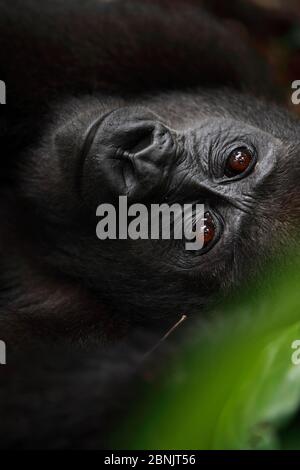 Westlichen Tiefland Gorilla (Gorilla Gorilla Gorilla) Porträt von Waisen Jugendlichen Alter 5 Jahre, in einem Wiederansiedlung Projekt, PPG, verwaltet von Aspinall Foun Stockfoto