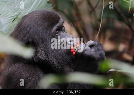 Westliche Tieflandgorilla (Gorilla Gorilla Gorilla) Waise juvenile Alter 5 Jahre Fütterung von Beeren. PPG Wiedereinführung Projekt von Aspinall Foun verwaltet Stockfoto