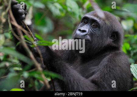 Westlichen Tieflandgorilla (Gorilla Gorilla Gorilla) Waise Jugendliche Alter 5 Jahre, PPG Wiedereinführung Projekt von Aspinall Foundation, Bateke Plat verwaltet Stockfoto