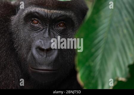 Westliche Tiefland Gorilla (Gorilla Gorilla Gorilla) Porträt von erwachsenen Weibchen wieder in die Wildnis eingeführt. Wiederanleitungsprojekt, PPG, verwaltet von Aspina Stockfoto