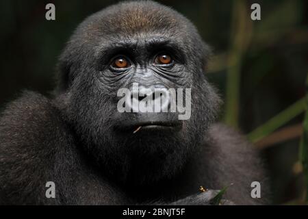 Westlichen Flachland Gorilla (Gorilla Gorilla Gorilla) Porträt von Waisen Jugendlichen Alter 5 Jahre, PPG Wiedereinführung Projekt von Aspinall Foundation verwaltet, Stockfoto