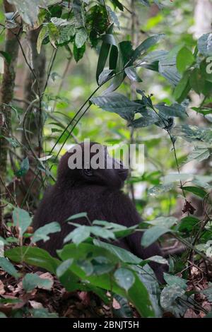 Westliche Tieflandgorilla (Gorilla Gorilla Gorilla) Waise juvenile Alter 5 Jahre. PPG Wiedereinführung Projekt von Aspinall Foundation, Bateke Plat Stockfoto