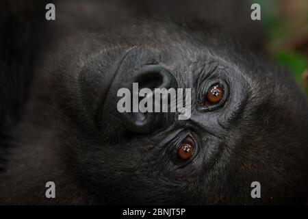 Westlichen Tiefland Gorilla (Gorilla Gorilla Gorilla) Porträt Waise Jugendlichen Alter 5 Jahre, in einem Wiederansiedlung Projekt, PPG, verwaltet von Aspinall Foundati Stockfoto