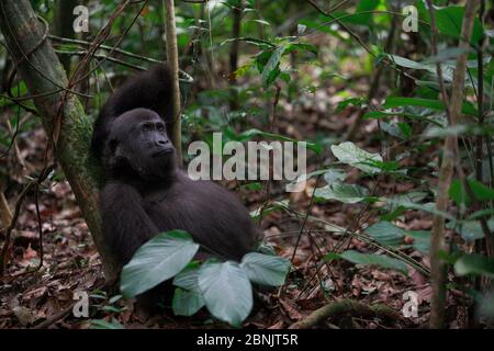 Westlichen Tieflandgorilla (Gorilla Gorilla Gorilla) Waise Jugendliche Alter 5 Jahre, PPG Wiedereinführung Projekt von Aspinall Foundation, Bateke Plat verwaltet Stockfoto