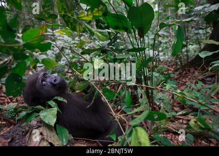 Westliche Tieflandgorilla (Gorilla Gorilla Gorilla) Waise Jugendliche Alter 5 Jahre, in einem Wiederansiedlung Projekt, PPG, verwaltet von Aspinall Foundation, Batek Stockfoto