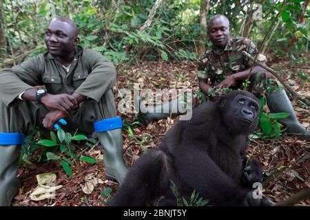 Aspinall Foundation Arbeiter mit Western Flachland Gorilla (Gorilla Gorilla Gorilla) Waise Jugendlichen Alter 5 Jahre, PPG Wiedereinführung Projekt verwaltet von Stockfoto