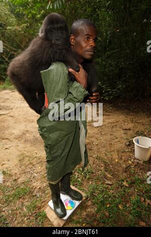 Aspinall Foundation Tierarzt mit Western Flachland Gorilla (Gorilla Gorilla Gorilla) Waise Jugendlichen Alter 5 Jahre, PPG Wiedereinführung Projekt manag Stockfoto