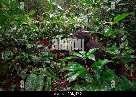 Westliche Tieflandgorilla (Gorilla Gorilla Gorilla) Waise Jugendliche Alter 5 Jahre, in einem Wiederansiedlung Projekt, PPG, verwaltet von Aspinall Foundation, Batek Stockfoto