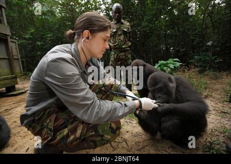 Aspinall Foundation Tierarzt mit Western Flachland Gorilla (Gorilla Gorilla Gorilla) Waise Jugendliche Alter 5 Jahre, PPG Wiedereinführung Projekt Mana Stockfoto