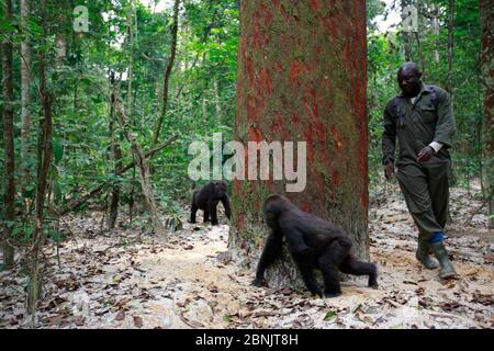 Aspinall Foundation Arbeiter spielen mit westlichen Tieflandgorilla (Gorilla Gorilla Gorilla) Waise Jugendliche Alter 5 Jahre, PPG Wiedereinführung Projekt m Stockfoto