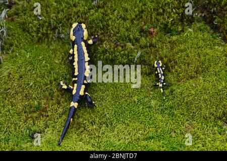 Feuersalamander (Salamandra salamandra) Erwachsene und Jugendliche Seite an Seite, Frankreich, März. Stockfoto