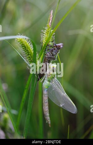 Kaiser Libelle (Anax Imperator) Erwachsene Männchen frisch aus Larvenfall entstanden. Burgunder. Frankreich, April. Stockfoto