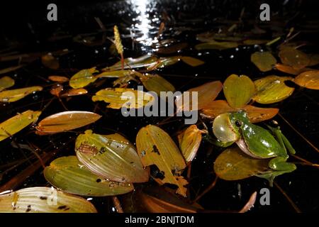 Gewöhnlicher Baumfrosch (Hyla arborea) Männchen, das nachts mit aufgeblähtem Stimmsack ruft. Burgund, Frankreich, April. Stockfoto