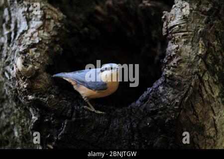 Europäischer FKK (Sitta europaea) Trinkwasser aus Baumloch, Alberes Gebirge, Pyrenäen, Frankreich, Oktober. Stockfoto