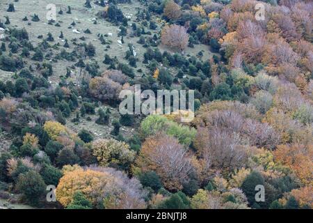 Waldlandschaft von oben mit Holly (Ilex aquilfolium) die erste Art, die die angrenzende Wiese besiedelt, Alberes Gebirge, Pyrenäen, Frankreich, Oktob Stockfoto