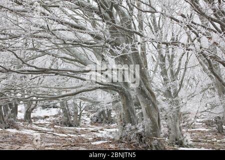 Europäische Buche (Fagus sylvatica) Bäume in Frost, mit Wind gefegen Zweige, Alberes, Pyrenäen, Frankreich. Februar. Stockfoto