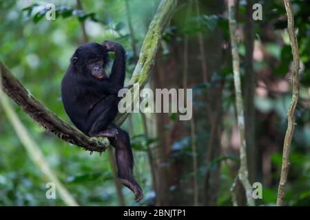 Bonobo (Pan paniscus) juvenile in Tree, nördlich der Provinz Bandundu, Demokratische Republik Kongo (DRC) Stockfoto