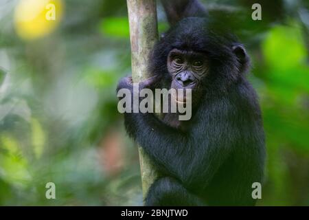 Bonobo (Pan paniscus) juvenile in Tree, nördlich der Provinz Bandundu, Demokratische Republik Kongo (DRC) Stockfoto