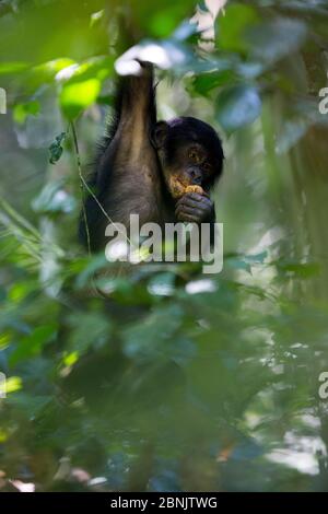 Bonobo (Pan paniscus), der Obst im Baum isst, nördlich der Provinz Bandundu, Demokratische Republik Kongo (DRC) Stockfoto