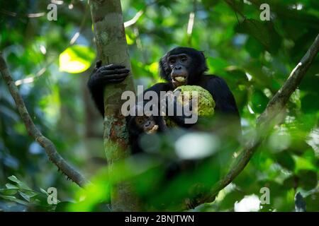 Bonobo (Pan paniscus) Erwachsene männliche und Jugendliche mit reifen Früchten im Baum, nördlich der Provinz Bandundu, Demokratische Republik Kongo (DRC) Stockfoto