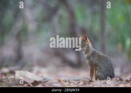 Fox (Sechuran Lycalopex sechurae) Chaparri Ecological Reserve, Peru Stockfoto