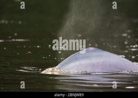 Rosa Flussdelfin (Inia geoffrensis), die im Fluss Samiria, Pacaya Samiria NP, Amazonas, Peru auftauchbar ist Stockfoto